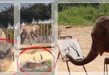 VIRAL! Gajah Bernama Kamala di Calgary Zoo Ini Hebat Melukis! Meski Tiap Hari Dibully Teman-temannya