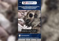 VIDEO - Wabah Misterius Gegerkan Colorado, Kelinci Liar Muncul dengan Tanduk Hitam di Wajah