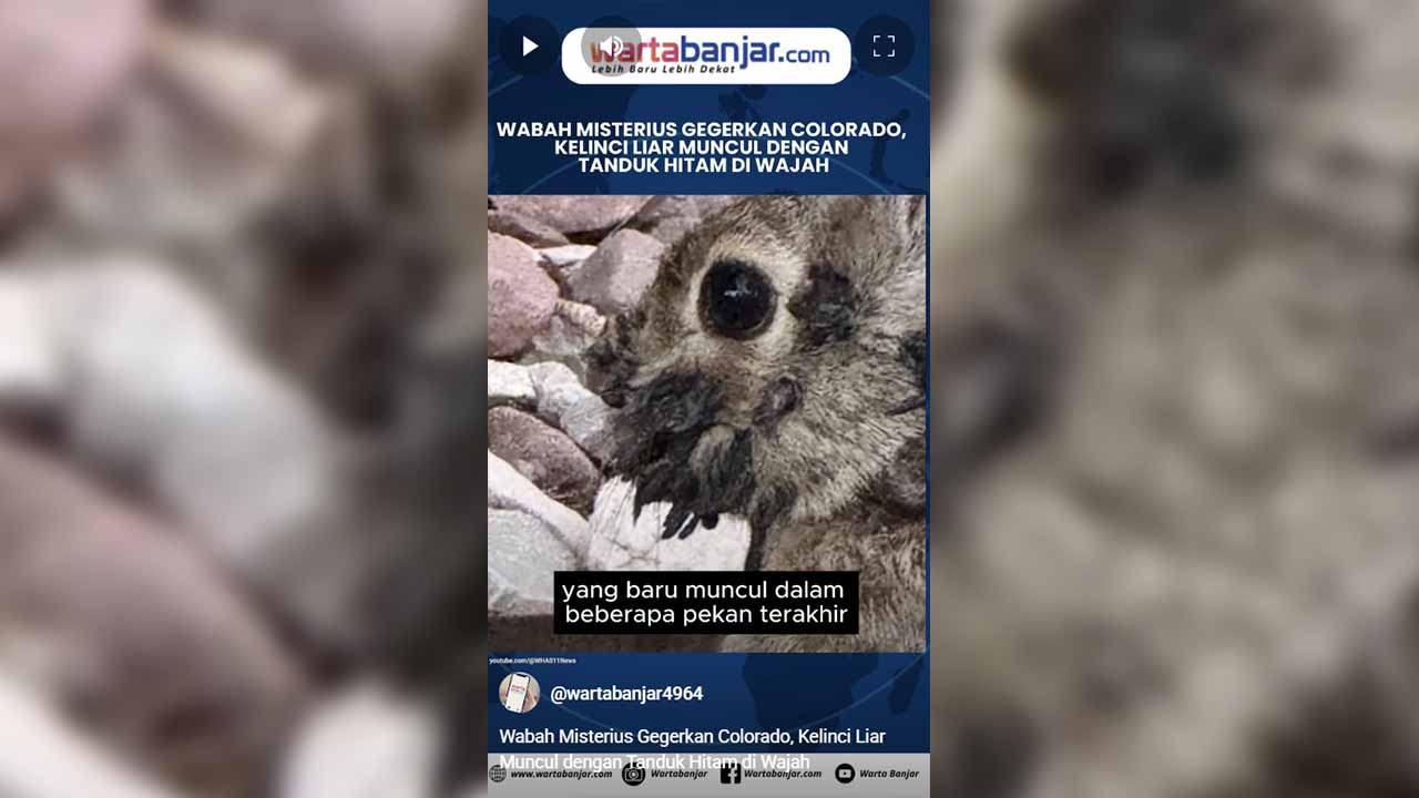 kelinci