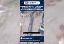 VIDEO - Ular Piton Raksasa Melintas di Kebun, Warga Berebut Menyaksikan di Lorong Ghea