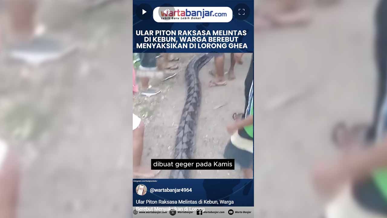 piton raksasa