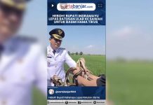 VIDEO - Heboh! Bupati Indramayu Lepas Ratusan Ular ke Sawah untuk Basmi Hama Tikus