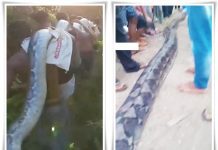 VIRAL! Warga Muna Tangkap Ular Piton Raksasa Sepanjang 8 Meter di Kebun Jambu Mente