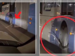 VIRAL! Ular Raksasa Nongol di Ban Bus Transjakarta, Netizen Heboh Samakan dengan ‘Penumpang Ilegal’