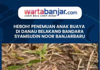 VIDEO - Heboh! Penemuan Anak Buaya di Danau Belakang Bandara Syamsudin Noor Banjarbaru