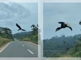 PENGENDARA KAGET! Disambut Burung Sakral Bagi Suku Dayak di Jalan Banjarbaru-Batulicin, Paruh Mirip Tanduk Sapi