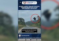 VIDEO - Momen Langka, Burung Enggang Terbang Melintas di Jalan Banjarbaru–Batulicin