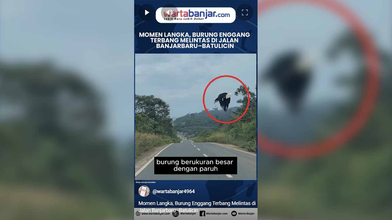 Burung Enggang