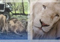 MENGERIKAN! Penjaga Safari World Thailand Tewas Diterkam 5 Singa, Netizen: "Real Lion King"