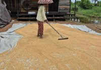 Panen Padi Melimpah di Handil Negara, Petani Khawatir Hama dan Banjir