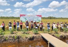 PANEN RAYA JAGUNG Kalsel Tembus 700 Ton, Kapolda: Lahan Basah Bisa Jadi Emas Hijau Indonesia!