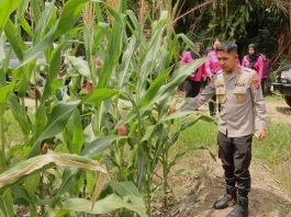 26 Hektare Jagung di HST Siap Panen, Kapolres Turun Gunung Kawal Harga &amp; Lindungi Petani!