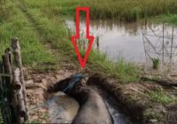 MUSUH BERSAMA WARGA! Kerbau Perusak Kebun &amp; Sawah Diciduk, Panen Gagal Dua Kali, Kerugian Rp20 Juta