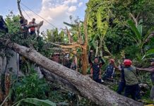 2 Rumah di HSS Tertimpa Pohon Tumbang Saat Hujan Disertai Angin Kencang