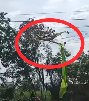 Layangan Sangkut di Kabel Listrik Pemurus Dalam, Warga : 'Meledak-Ledak'
