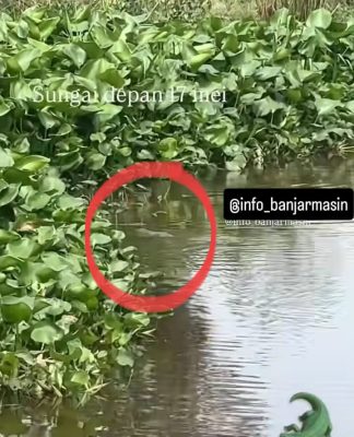 Hewan Diduga Anak Buaya Berenang di Sungai Seberang Stadion 17 Mei Banjarmasin