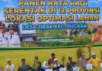 Petani Desa Jirak Berhasil Tanam Padi Varietas Unggul di Lahan Lebak