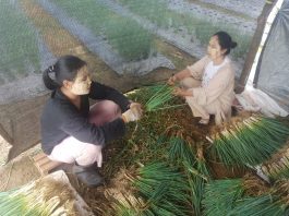 Panen Melimpah, Petani Daun Bawang di Banjarbaru Hadapi Anjloknya Harga Jual