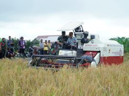 Walikota: Panen Padi Melimpah, Bukti Banjarmasin Masih Punya Daya Tahan Pangan