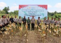 Polres HST Dorong Ketahanan Pangan Lewat Panen Raya Jagung Hibrida