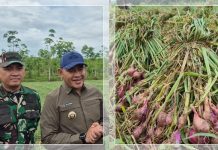 Panen Raya Bawang Merah di Tanah Laut: Senjata Ampuh Kendalikan Inflasi Pangan Kalsel!