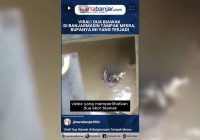 VIDEO - Viral! Dua Biawak di Banjarmasin Tampak Mesra, Rupanya Ini yang Terjadi