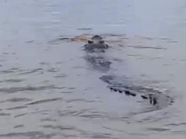 UPDATE Penampakan Buaya di Sungai Kerokan Banjarmasin, BPBD Turun Tangan!