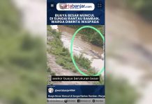 VIDEO - Buaya Besar Muncul di Sungai Rantau Bamban, Warga Diminta Waspada