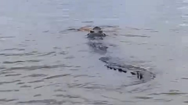 UPDATE Penampakan Buaya di Sungai Kerokan Banjarmasin, BPBD Turun Tangan!