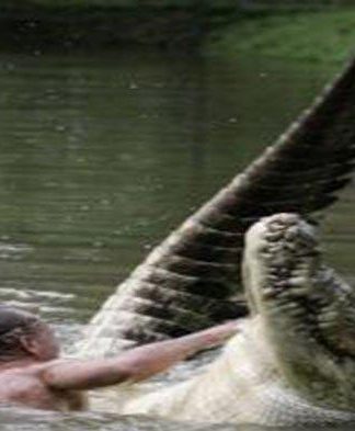 NGERI! Pekerja Rumput Laut di Nunukan Duel dengan Buaya, Korban Sempat Digigit, Diputar & Diguling