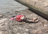 Laka Kerja di Basirih, Anak Kaget Tahu Kondisi Ayahnya