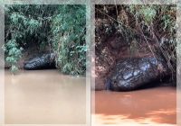 HOROR! Ada ‘Naga Tidur’ di Thailand: Batu Mirip Ular Raksasa di Sungai Khek Ini Dikaitkan Mitos Phaya Naga