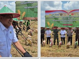 LAHAN TIDUR DIBUAT LADANG JAGUNG! Forkopimda Tanah Laut Kompak Wujudkan Ketahanan Pangan Nasional!