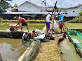 Produksi Ikan Patin di Kabupaten Banjar Menurun, DKPP Dorong Pakan Mandiri