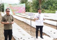 Pemkab HST Dorong Kemandirian Petani Lewat Pelatihan Tanam dan Budidaya Cabai