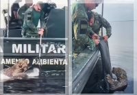 DRAMATIS! Jaguar Tertembak 30 Peluru Diselamatkan Saat Berenang di Sungai Rio Negro, Polisi Turun Tangan!