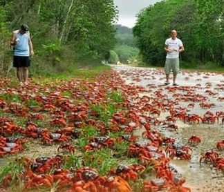 Lautan Merah di Australia! Jutaan Kepiting Serbu Jalanan Pulau Christmas, Warga dan Wisatawan Heboh!
