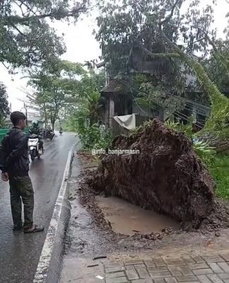 Cuaca Hujan, Pohon Besar di Dekat Museum Wasaka Banjarmasin Tumbang