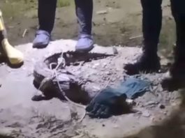 Buaya Memangsa Ayam Peliharaan Warga di Perumahan Batulicin