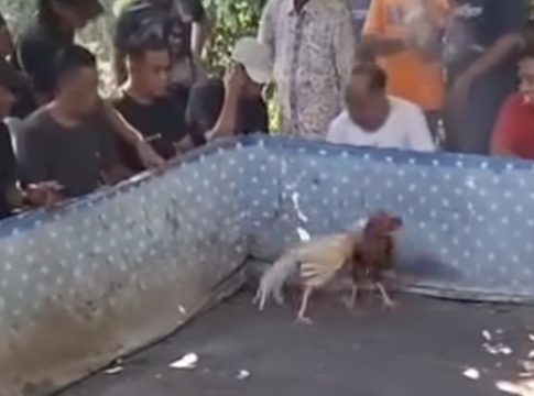 Judi Sabung Ayam Buat Warga Sei Malang Amuntai Resah