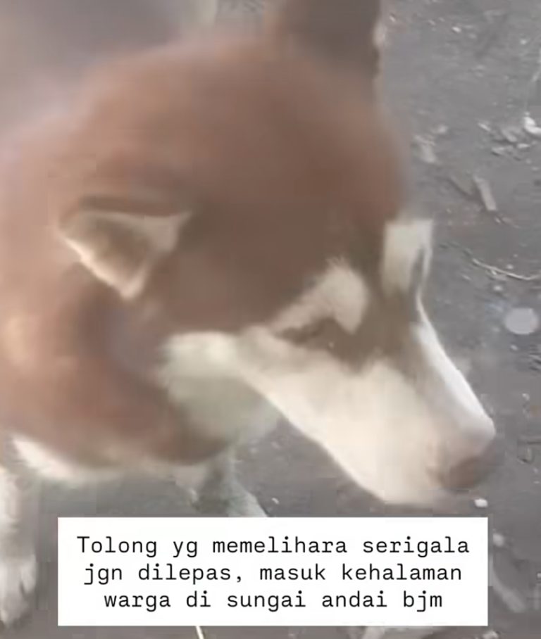 Warga Sungai Andai Resah, Ada Anjing Makan Ternak Warga