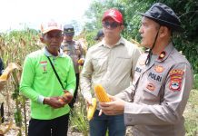 Polres HST Sukses Panen 21 Ton Jagung! Bukti Nyata Dukungan untuk Swasembada Pangan Nasional