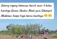 Warga Desa Bawahan Seberang Bergotong Royong Tanam Padi untuk Haul ke 21 Abah Guru Sekumpul