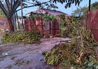 Dua Orang Luka Berat Tertimpa Pohon Tumbang di Jalan Pramuka, Begini Kata Saksi Mata