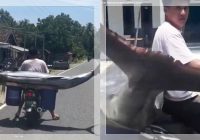 VIRAL! Nelayan Lampung Tangkap Marlin Raksasa 150 Kg, Netizen: “Kayak Monster Laut!”