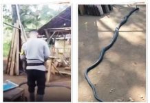TRAGEDI DUEL MAUT! Petani di Sukabumi Tewas usai Lawan King Cobra 4 Meter