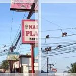 Puluhan Monyet Berkeliaran di Kabel Listrik Sungai Andai Banjarmasin, Warga Hujani Komentar Kocak