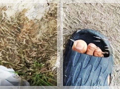 MISTERIUS! Jutaan Udang Naik ke Darat Hebohkan Warga Mamuju, Pertanda Alam atau Bencana?