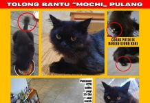 Imbalan Rp 2 Juta Cari Kucing Hilang di Batola Viral