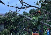 7 Bangunan Rusak Akibat Pohon Tumbang Saat Angin Kencang di Kabupaten HSS